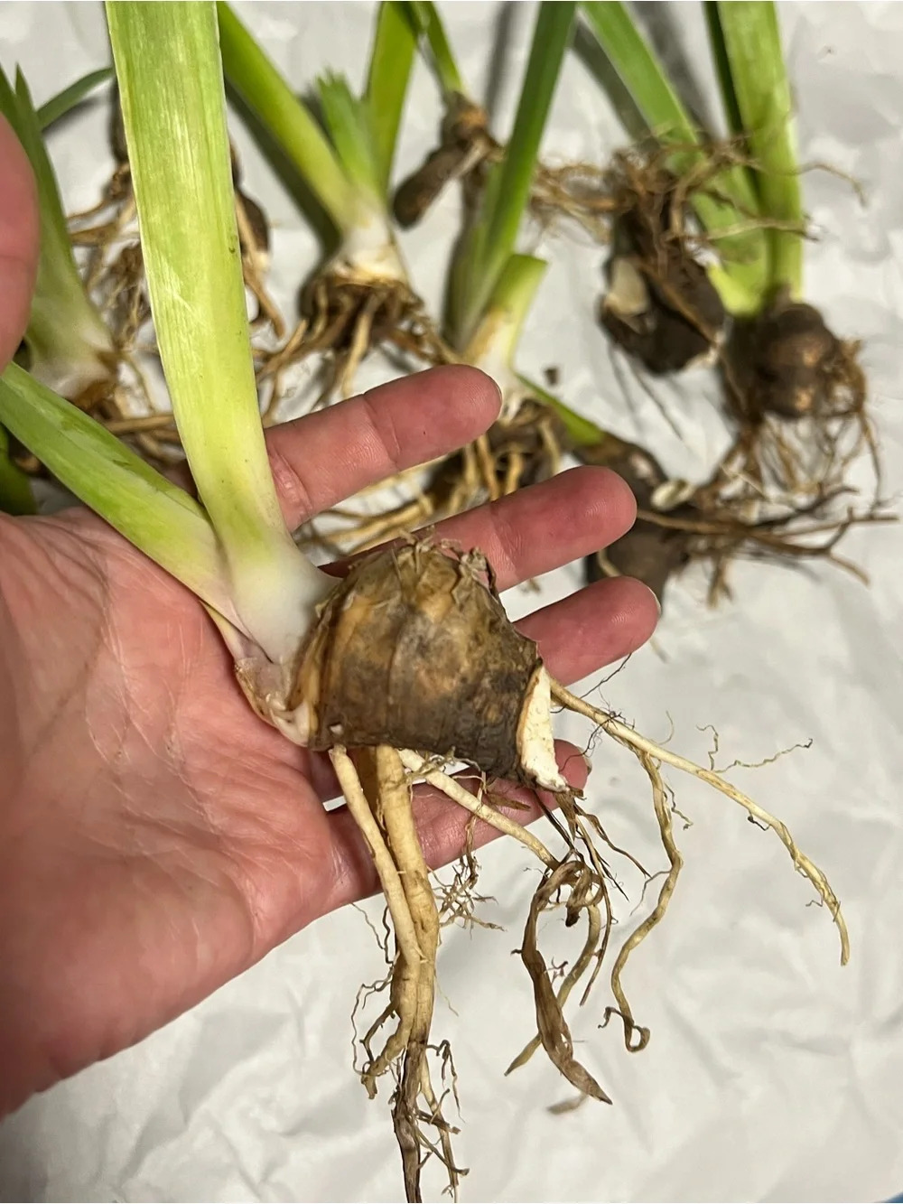 20 medium and small sizes rhizomes . Purple Iris for $20. See Pics.